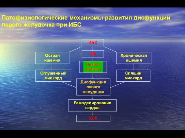 Патофизиологические механизмы развития дисфункции левого желудочка при ИБС Некроз апоптоз