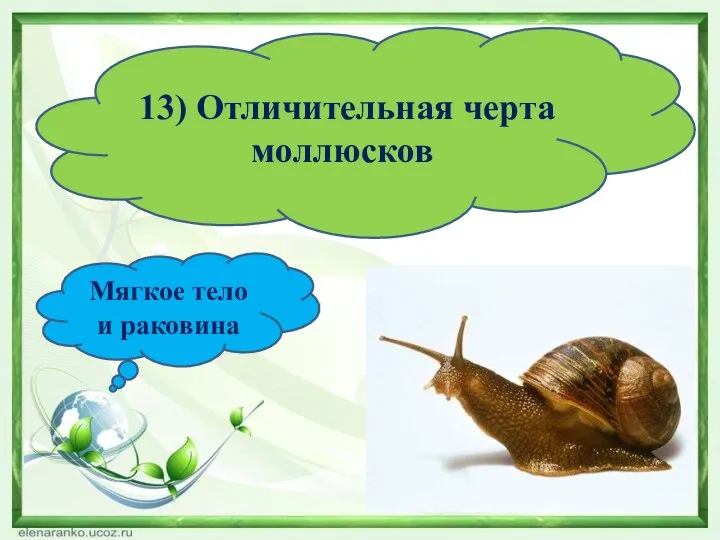 13) Отличительная черта моллюсков Мягкое тело и раковина