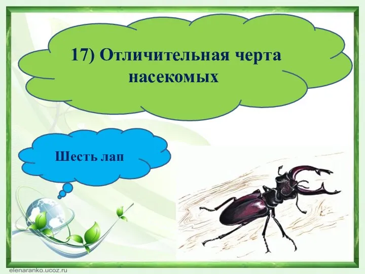 17) Отличительная черта насекомых Шесть лап