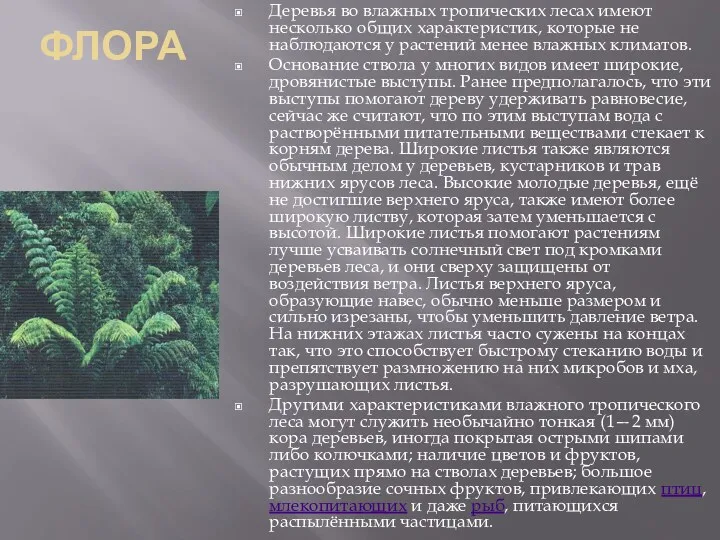 ФЛОРА Деревья во влажных тропических лесах имеют несколько общих характеристик,