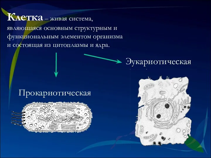 Клетка – живая система, являющаяся основным структурным и функциональным элементом