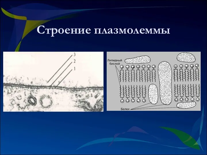 Строение плазмолеммы