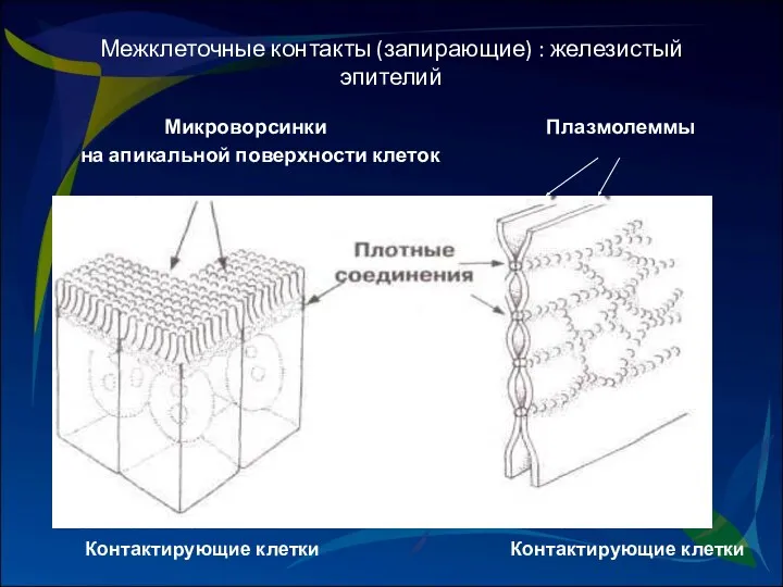 Межклеточные контакты (запирающие) : железистый эпителий Микроворсинки Плазмолеммы на апикальной поверхности клеток Контактирующие клетки Контактирующие клетки