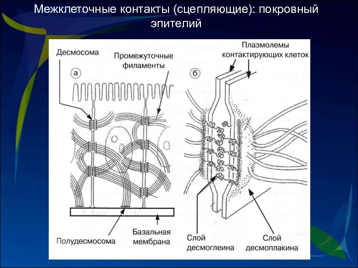 Межклеточные контакты (сцепляющие): покровный эпителий