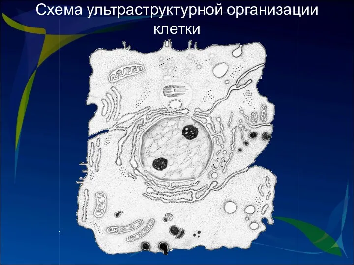 Схема ультраструктурной организации клетки