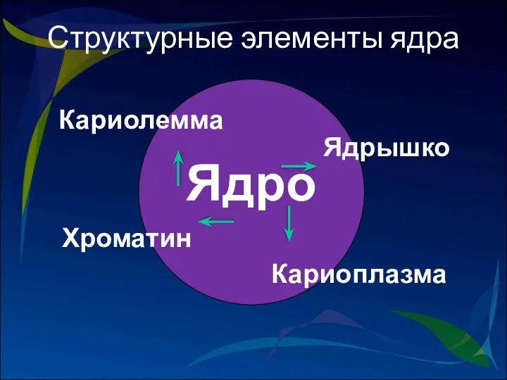 Ядро Кариолемма Хроматин Кариоплазма Ядрышко Структурные элементы ядра