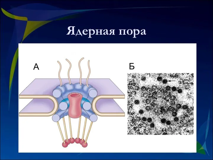 Ядерная пора