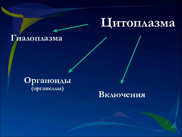 Цитоплазма Гиалоплазма Органоиды (органеллы) Включения