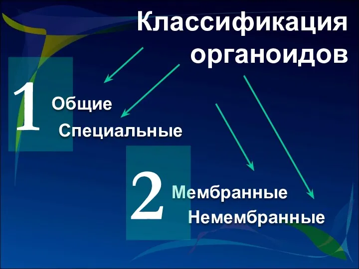 Классификация органоидов 1 Общие Специальные Немембранные Мембранные 2