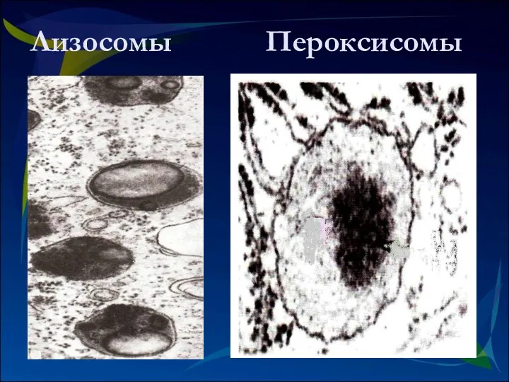 Лизосомы Пероксисомы