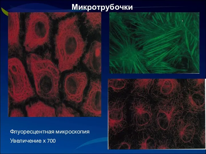 Микротрубочки Флуоресцентная микроскопия Увеличение х 700