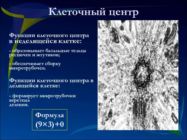 Клеточный центр Функции клеточного центра в делящейся клетке: - формирует