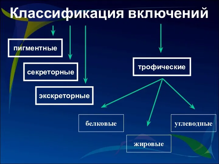 Классификация включений трофические пигментные секреторные экскреторные углеводные белковые жировые