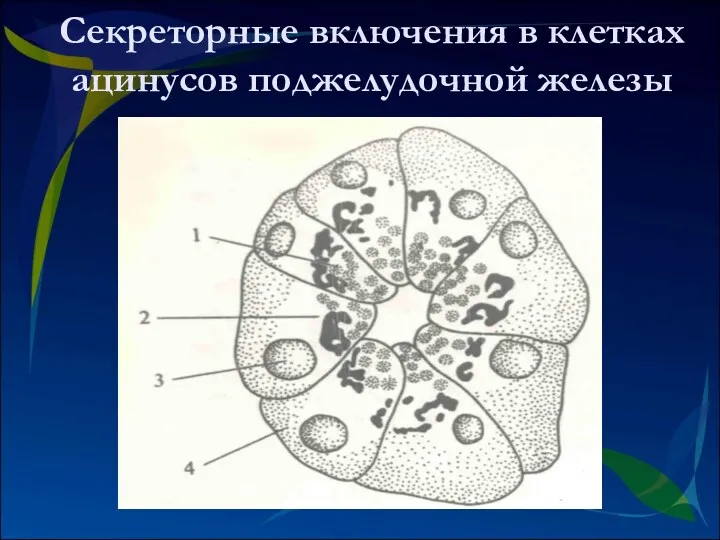 Секреторные включения в клетках ацинусов поджелудочной железы