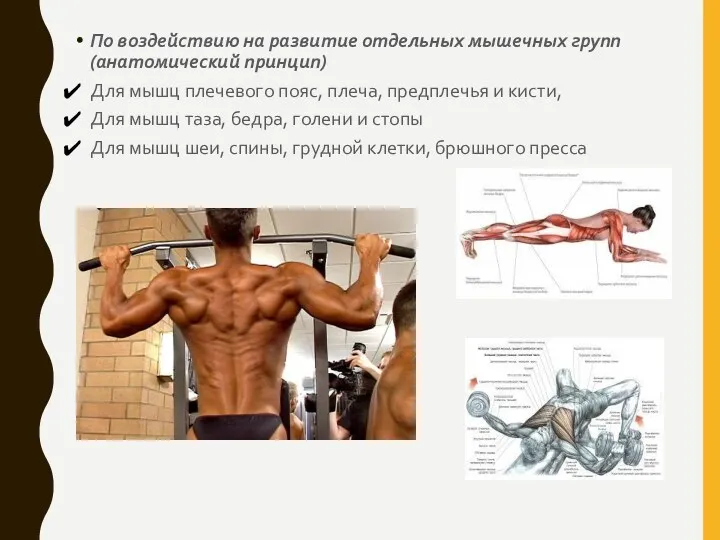 По воздействию на развитие отдельных мышечных групп (анатомический принцип) Для мышц плечевого пояс,