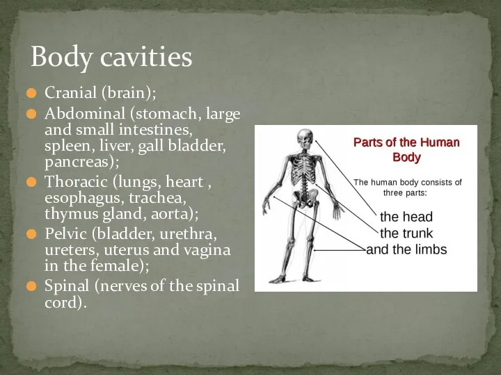 Body cavities Cranial (brain); Abdominal (stomach, large and small intestines, spleen, liver, gall