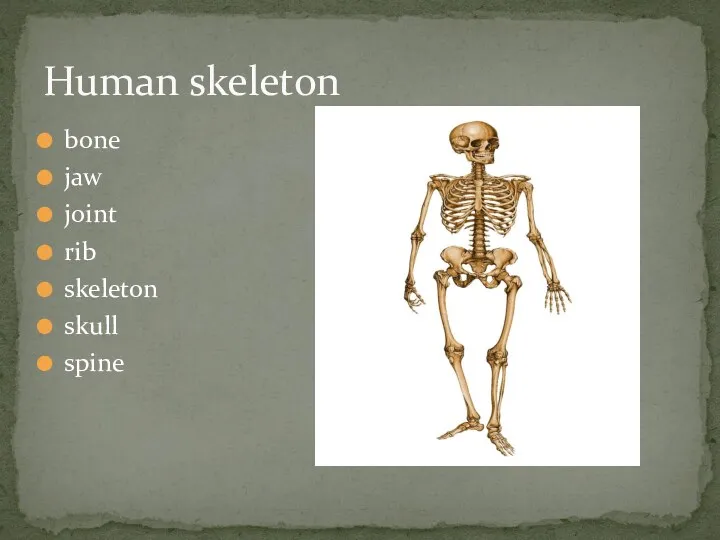 Human skeleton bone jaw joint rib skeleton skull spine
