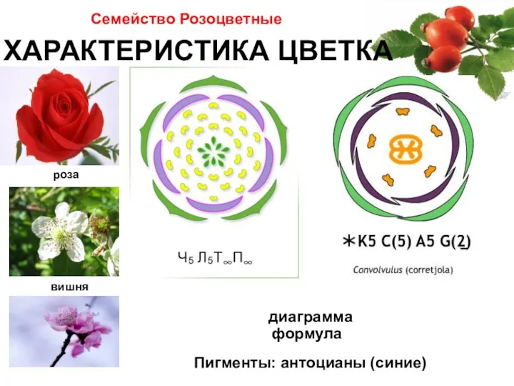 Семейство Розоцветные ХАРАКТЕРИСТИКА ЦВЕТКА роза вишня формула диаграмма Пигменты: антоцианы (синие)