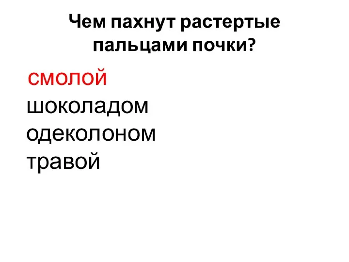 Чем пахнут растертые пальцами почки? смолой шоколадом одеколоном травой