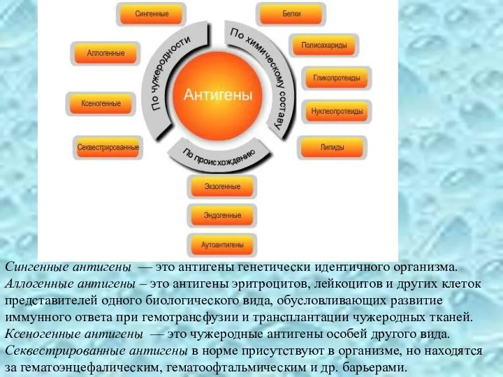 Сингенные антигены — это антигены генетически идентичного организма. Аллогенные антигены