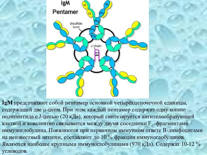 IgM представляют собой пентамер основной четырёхцепочечной единицы, содержащей две μ-цепи.