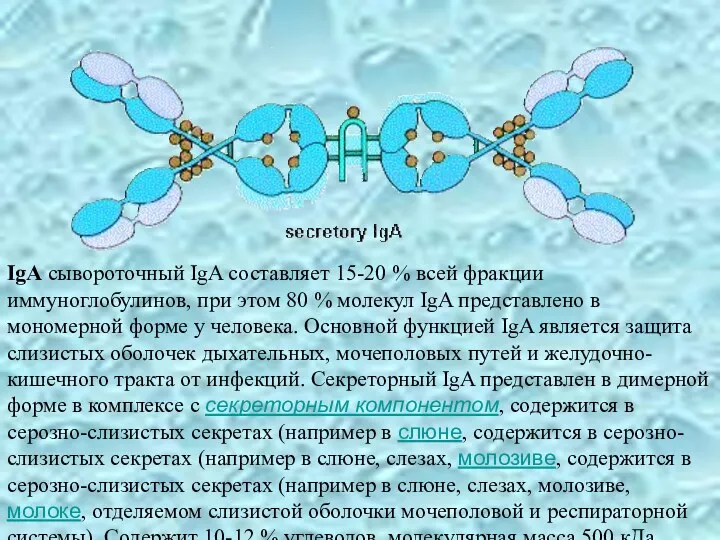 IgA сывороточный IgA составляет 15-20 % всей фракции иммуноглобулинов, при