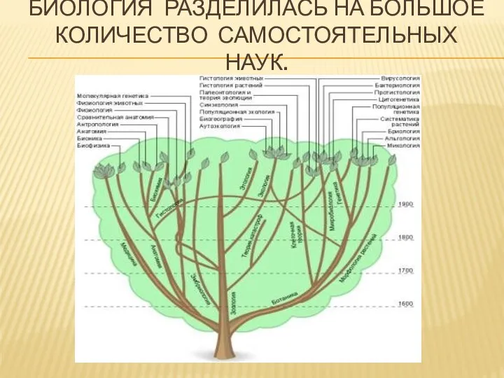 БИОЛОГИЯ РАЗДЕЛИЛАСЬ НА БОЛЬШОЕ КОЛИЧЕСТВО САМОСТОЯТЕЛЬНЫХ НАУК.