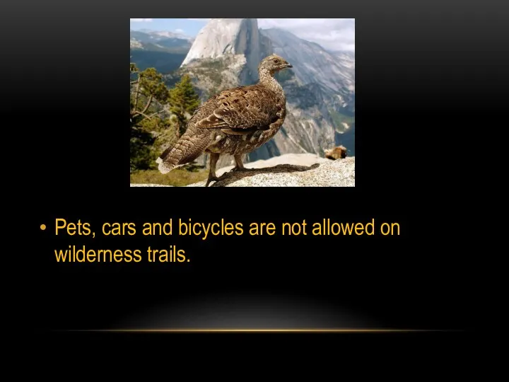 Pets, cars and bicycles are not allowed on wilderness trails.