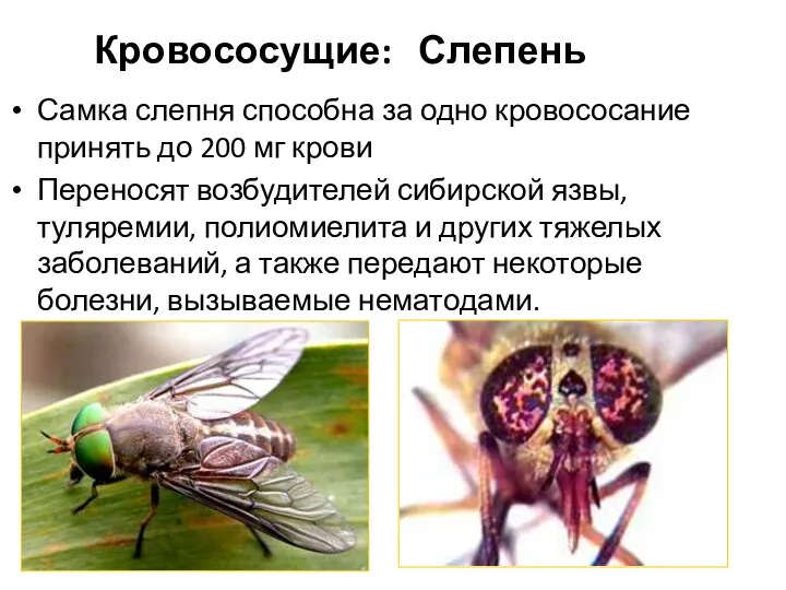 Кровососущие: Слепень Самка слепня способна за одно кровососание принять до