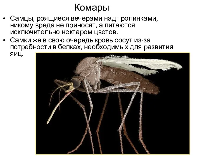 Комары Самцы, роящиеся вечерами над тропинками, никому вреда не приносят,