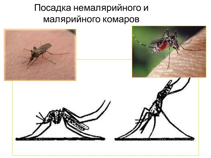 Посадка немалярийного и малярийного комаров