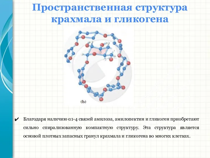 Южный федеральный университет Кафедра биохимии и микробиологии Пространственная структура крахмала