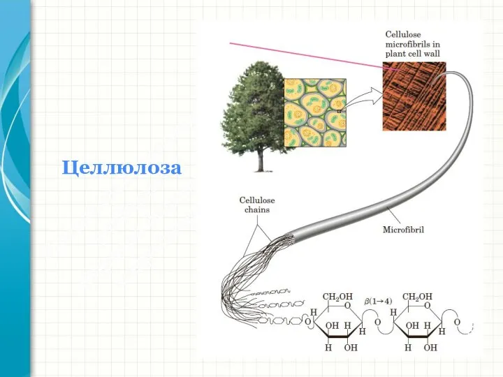 Южный федеральный университет Кафедра биохимии и микробиологии Целлюлоза