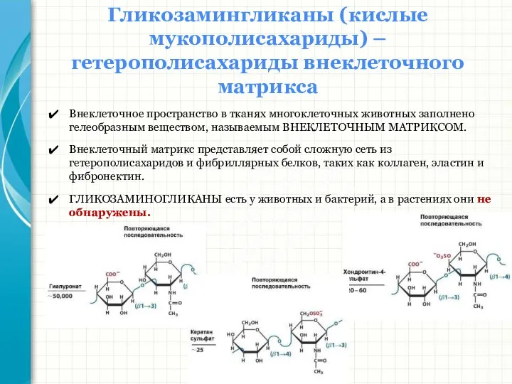 Южный федеральный университет Кафедра биохимии и микробиологии Гликозамингликаны (кислые мукополисахариды)