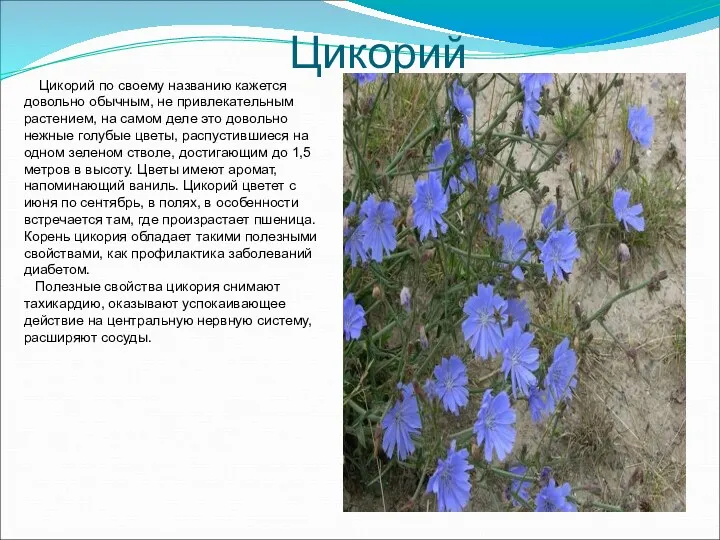 Цикорий Цикорий по своему названию кажется довольно обычным, не привлекательным