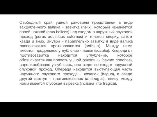 Свободный край ушной раковины представлен в виде закругленного валика - завитка (helix), который