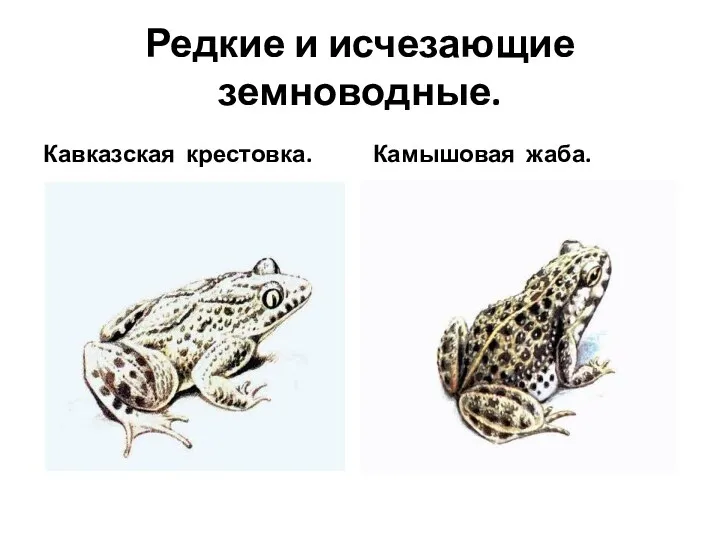 Редкие и исчезающие земноводные. Кавказская крестовка. Камышовая жаба.