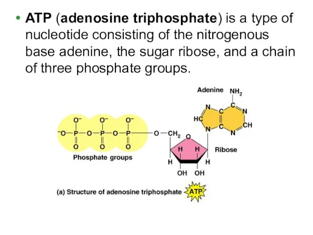 ATP (adenosine triphosphate) is a type of nucleotide consisting of