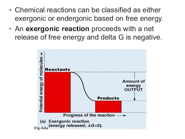 Chemical reactions can be classified as either exergonic or endergonic