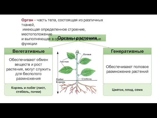 Органы растения Генеративные Вегетативные Орган – часть тела, состоящая из