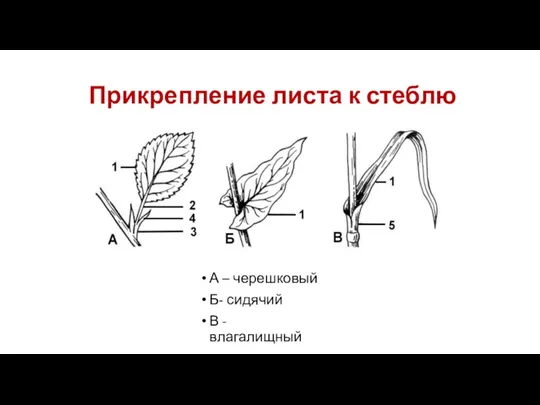 Прикрепление листа к стеблю А – черешковый Б- сидячий В - влагалищный