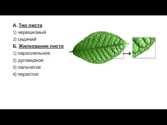 А. Тип листа 1) черешковый 2) сидячий Б. Жилкование листа