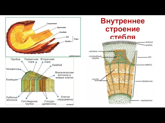 Внутреннее строение стебля