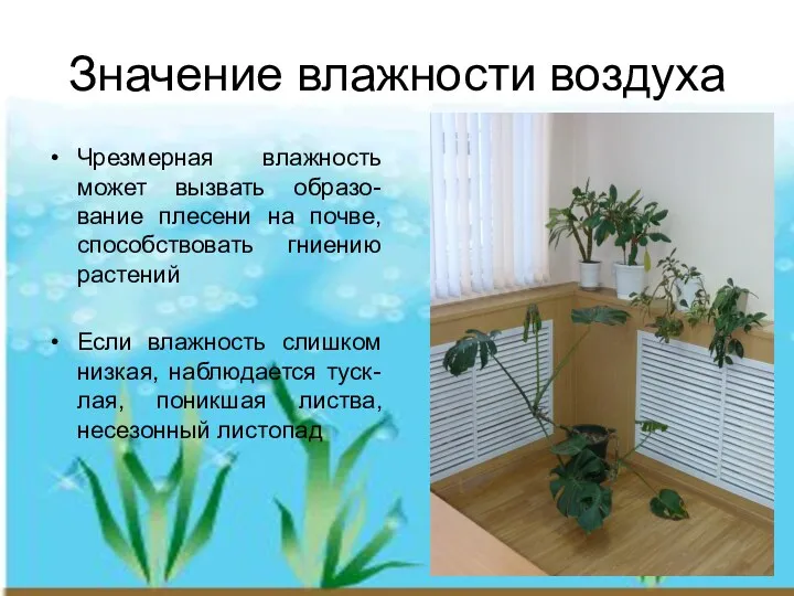 Значение влажности воздуха Чрезмерная влажность может вызвать образо-вание плесени на почве, способствовать гниению