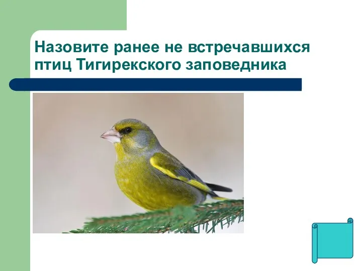 Назовите ранее не встречавшихся птиц Тигирекского заповедника
