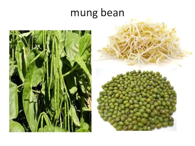 mung bean