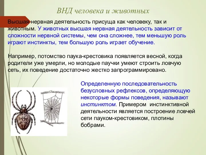 ВНД человека и животных Высшая нервная деятельность присуща как человеку,