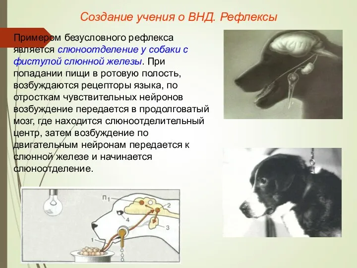 Создание учения о ВНД. Рефлексы Примером безусловного рефлекса является слюноотделение