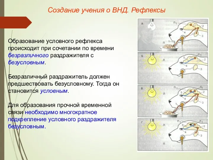 Создание учения о ВНД. Рефлексы Образование условного рефлекса происходит при