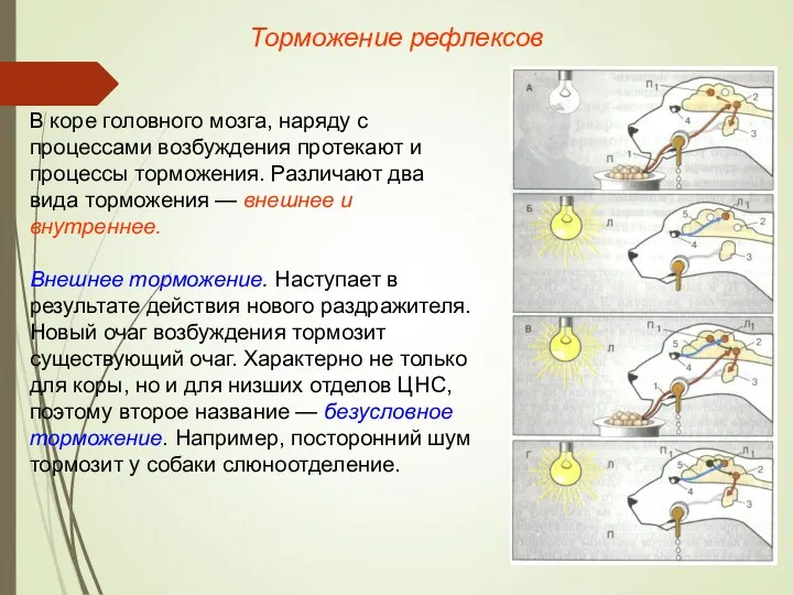 Торможение рефлексов В коре головного мозга, наряду с процессами возбуждения